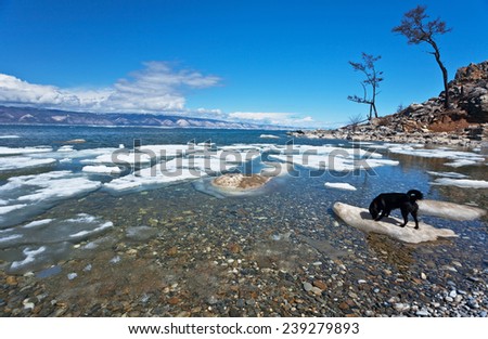 Lake Baikal in the spring sunny day. Black dog on an ice floe