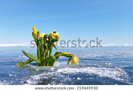 Lake Baikal. Tulips on Ice. Congratulations in a journey