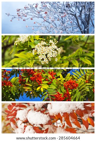 Collage. Rowan tree in winter, spring, summer and autumn. Floral backgrounds. Four seasons. Calendar