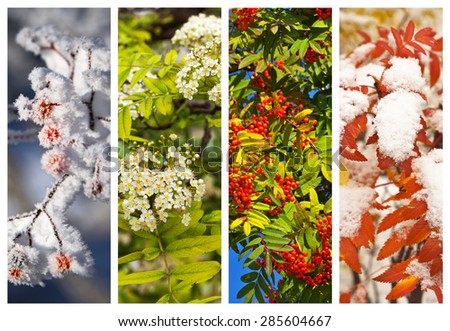 Collage. Branches of a mountain ash in winter, spring, summer and autumn. Floral backgrounds. Four seasons. Yearly calendar