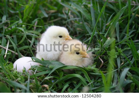 small yellow chicken with shell on herb