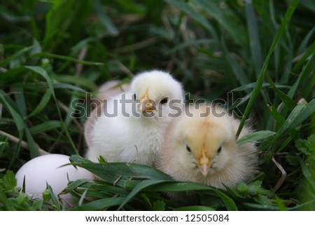 small yellow chicken with shell on herb