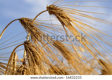 ear of barley on field  wanted barley field