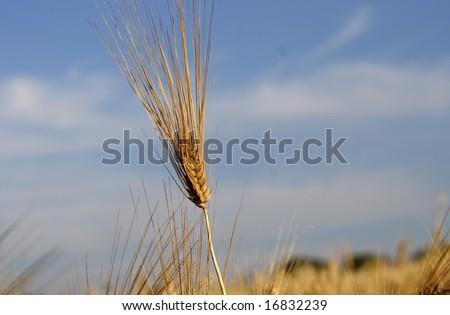ear of barley on field  wanted barley field