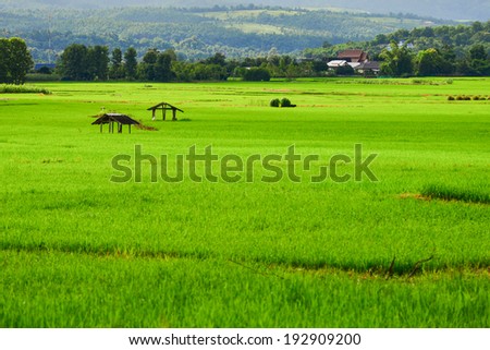 The background of the cabin in the green rice field