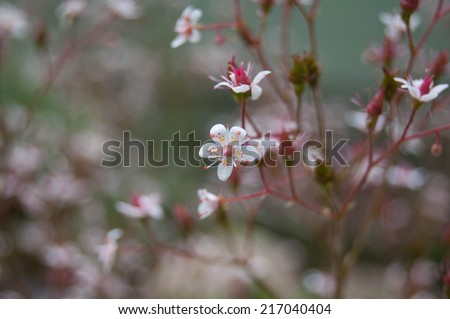 beautiful pink and white small open flower