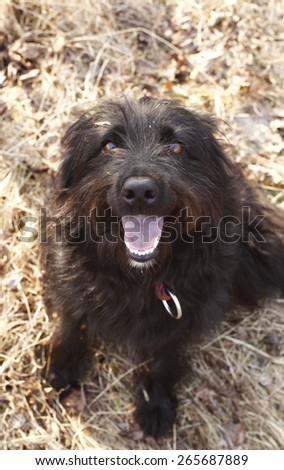 Happy black dog looking intently at treat off camera