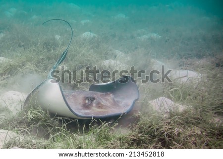 A gray Southern Stingray stirs up sand along the ocean floor