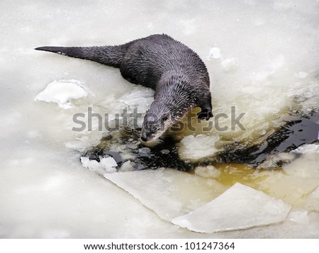 Beautiful full body shot of North American river otter, Lontra canadensis, with wet fur ready to go back fishing in the frozen river.