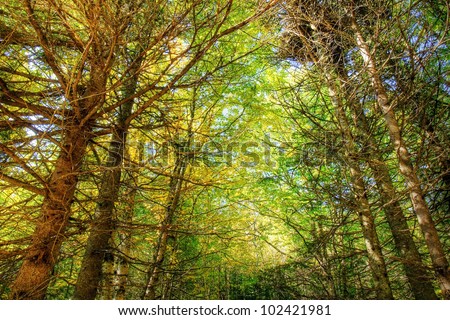 Forest Rendering