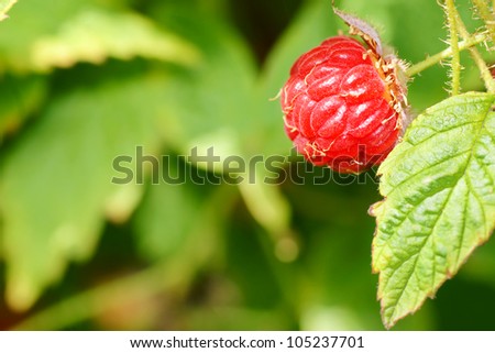 Organic ripe raspberry fruit, very natural on green plant, perfect for wholesome food and nature related background.