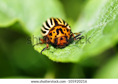 Cute but damaging Colorado potato beetle feeding on the plant\'s leaves, an agricultural pest.