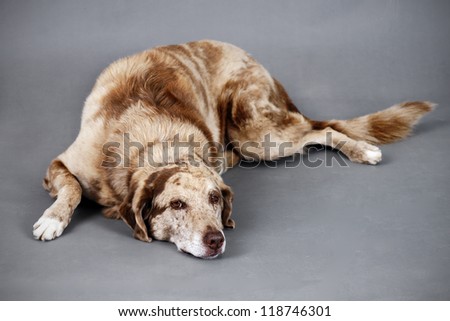 Sad or depressed looking large spotted brown dog resting, could be tired, old, injured or ill.