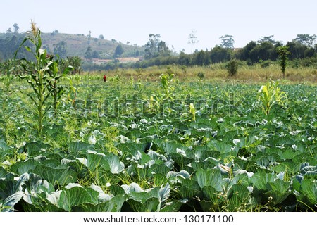 Cabbage field in Africa, tropical agriculture