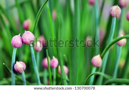 Dramatic rendering of beautiful onion, shallot or chive purple flower buds, mix of greens and dark pinks, beautiful floral or garden background.