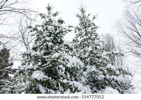 Looking up at two beautiful coniferous trees covered with snow in the boreal forest on a cold winter day.