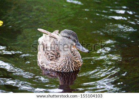 Mallard duck on green pond waters