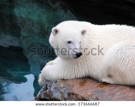 Polar bear resting by the water