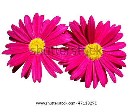 pink flower clip art free. free clip art sunshine.