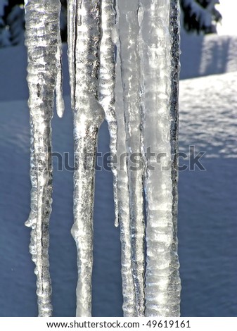 Close-up of large icicles melting showing every details of the light reflected by the ice with trees and blue crusted snow as background