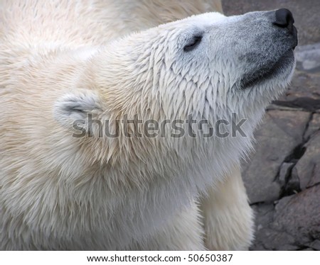 Very close low-key portrait of a beautiful polar bear coming out of the water and smelling the air with eyes closed - great wet fur texture.