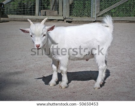 Cute baby white male goat with pink nose and green eyes escapee looking at camera.