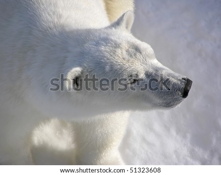 Polar bear catching the first morning lights showing perfect texture of the fur, close-up, low key and soft.