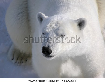 Low key intimate close-up of laying down polar bear catching first rays of light in the morning, best fluffy fur detail.