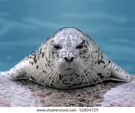 Close-up of a Harbor seal looking at camera while resting on its flippers.