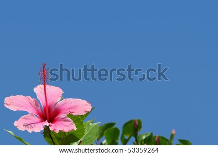 Pink flower border or background with copy space in bright blue sky