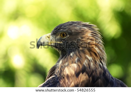 Close-up portrait of a magnificent golden eagle resting in the shade contrasted by off focus green foliage