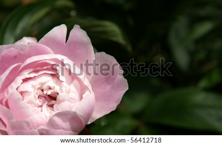 Pink peony bud opening, shallow depth of field, contrast with dark leaves with room for your text.