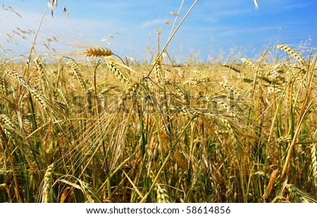 Beautiful barley and oat field with cereal plant growing in all directions, chaos concept.