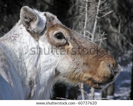 Close-up portrait of a caribou reindeer during winter when it has lost its antlers. The scar left where they will grow back visible. Great light and details.