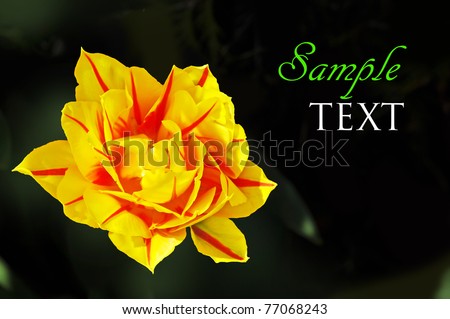 Beautiful yellow and red garden perennial flower left on natural dark green leaves background with copy space.