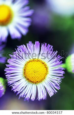 Dramatic cold color rendering of simple common fleabane wildflower for beautiful, high impact, floral background with copy space.
