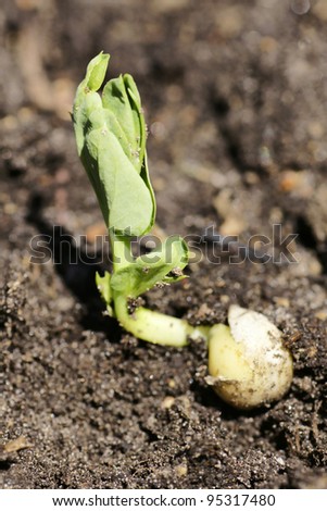 Spring, earth day or hope concept: detail macro shot of a sweet pea sprout coming out of its bean on a beautiful sunny day in the garden