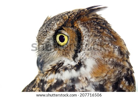 Profile of Great horned owl, Bubo virginianus, isolated on white