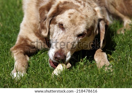Big dog chewing on a bone in the grass