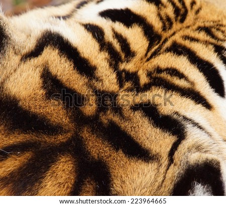 Tiger striped fur background, top of the head