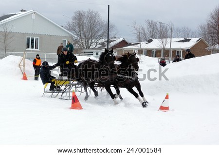 QUEBEC, CANADA-JANUARY, 22: Canadian horse pulling sleigh in winter obstacle cone driving on January, 2015. That breed is a strong, muscled light horse, generally used for riding and driving