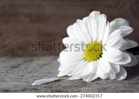 Daisy flower with lost petal over wood background