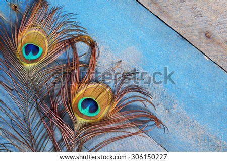 Male peacock feathers on blue wood background at an angle