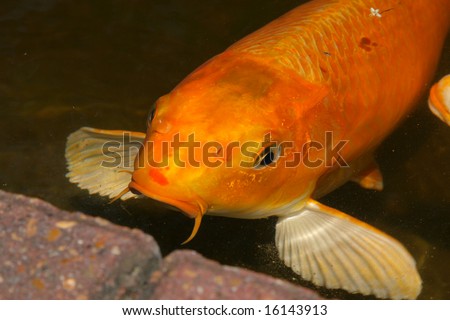 Friendly Whiskered Goldfish Koi Fish coming to side of pond to play