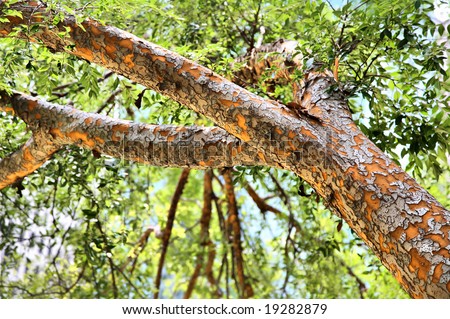 Green Bark Tree