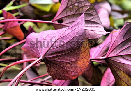 Purple Violet Leaves with incredibly detailed veins