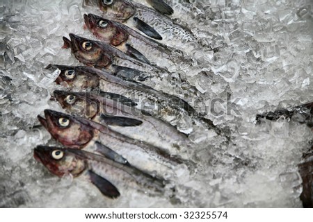 Raw Fresh Fish on White Ice in Cold Freezer