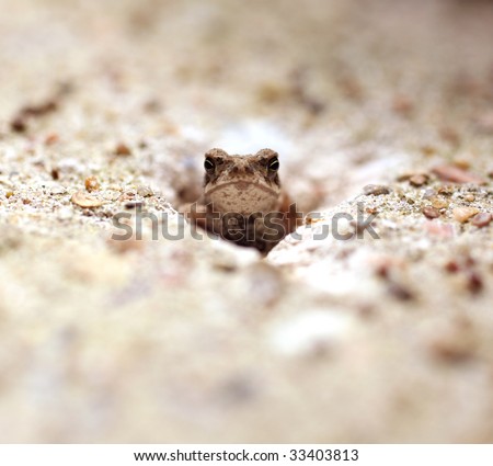 Tiny Cute Toad Sitting Safe Inside Hole in Concrete Wall