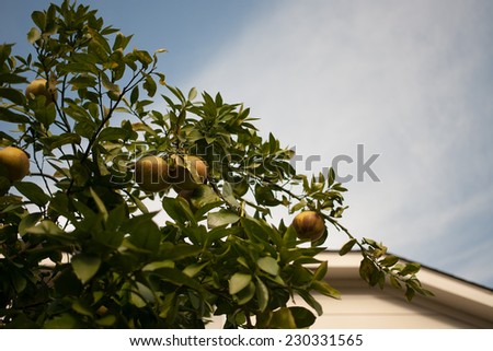 Harvest from orange tree in spring