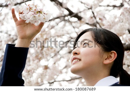 Japanese Middle school student touching the cherry tree petal in hand
